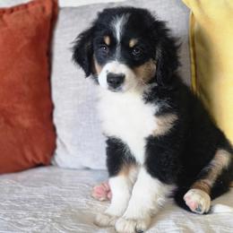 Pecan - Black tri female Miniature Australian Shepherd puppy in Killen, Alabama from Wilkers Wholehearted Mini Aussies