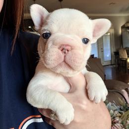 Xaden - Tricolors male French Bulldog puppy in Delhi, Louisiana from 4T Ranch