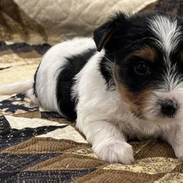 Gunthet Boy K-1 - Biewer Terrier puppy from Golden Corner Puppies