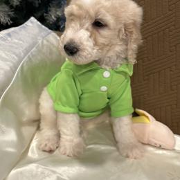 Louie - Parti male Poodle puppy in Mobile, Alabama from Semmy’s Standard Poodle LLC