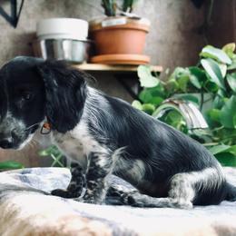 Oscar - Piebald male Dachshund puppy in Midland, Texas from The Barefield Doxies