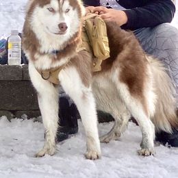 Poseidon - Siberian Husky