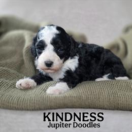 Kindness - Black and white male Bernedoodle puppy in Lake Bronson, Minnesota from Jupiter Doodles