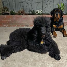 Poodles from Canyon City Poodles & Doodles