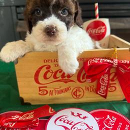 Lafayette - Sable male Cockapoo puppy in Holton, Indiana from MoonShine Babies