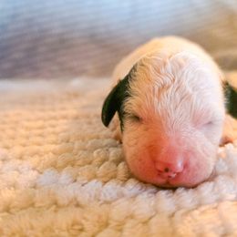 Prancer - Black and white female Cockapoo puppy in Stillwater, Oklahoma from Cowboy Country Cockapoos