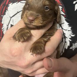 Justina - Chocolate and tan female Dachshund puppy in Gainesville, Florida from Mini Dots Mini Dachshunds