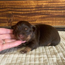 Girl 1 - Red tri female Toy Australian Shepherd puppy in Sulphur, Louisiana from Triple J Aussies and Corgis