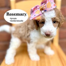 Rosemary - Parti female Goldendoodle puppy in Jackson, Mississippi from T.M. Poodles & Doodles
