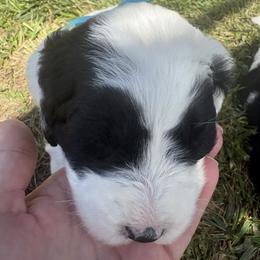 Bobby - Black and white male Sheepadoodle puppy in Leeton, Missouri from Jane's Sheepadoodles