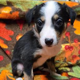 Girl-contact breeder for availability - Tri-color female Border Collie puppy in Pennsylvania from Winter Creek Border Collies