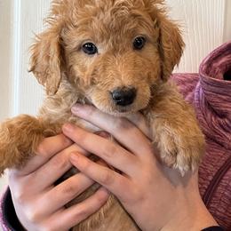 Grace - Yellow and white female Bernedoodle puppy in Caldwell, Idaho from Treasure Valley Poodles