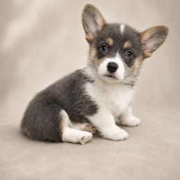 Tide - Blue female Pembroke Welsh Corgi puppy in Charleroi, Pennsylvania from Twilight Hollow Corgis