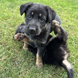 German Shepherd Puppies from Vermachtnis German Shepherds