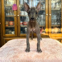 Bunny x Swagger 1 - Black and white female Xoloitzcuintli puppy in Hico, Texas from Amayla Kennels