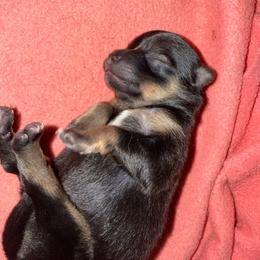 Pip - Black and tan parti male Pomeranian puppy in Costa Mesa, California from Wheresmil0