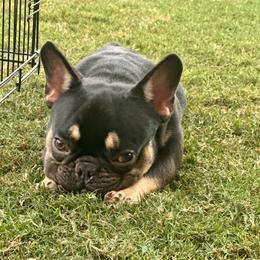 Choco and tan male - Tricolors male French Bulldog puppy in Waxahachie, Texas from Andrea - Dallas Frenchie Connect