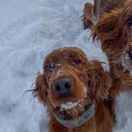 Irish Setters from Sunset Acres Setters