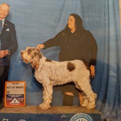 Bailey - Spinone Italiano
