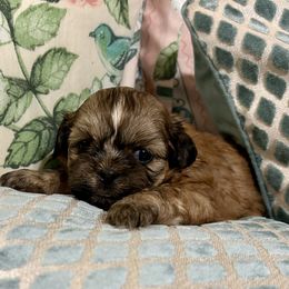 Maple - Black gold and white female Shih Tzu puppy in Statesboro, Georgia from Magnolia Small Breeds