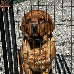 Captain - Labrador Retriever
