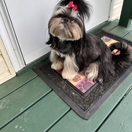 Shih Tzu Puppies from LaDawn’s Little Lions