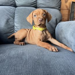 Autumn - Golden rust female Vizsla puppy in Dugspur, Virginia from Pilgrims Trails Shorthairs