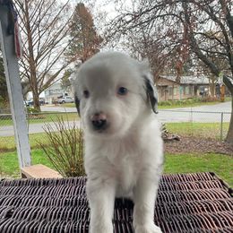 Gourd - Blue merle male Miniature Australian Shepherd puppy in Oroville, Washington from High Mountain Aussies