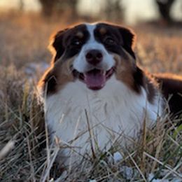 Miniature American Shepherds from Amy's Aussies