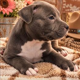Talia - Blue female American Bully puppy in El Paso, Texas from PaPaws Gotta Love It Kennels