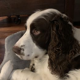 Gunner - English Springer Spaniel