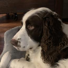 Gunner - English Springer Spaniel
