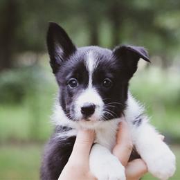 Amy - Black female Border Collie puppy in Dallas, Texas from Effervescent Border Collies