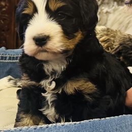 Bernedoodle puppies from Land of Oz Doodles