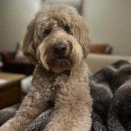 Blue - Goldendoodle