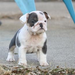 Snowflake - Blue tri-color female Bulldog puppy in Zionsville, Indiana from Midwest Bulldogs