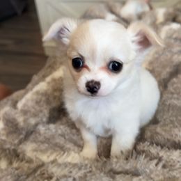 Chihuahua Puppies from Dreamy Divine Chihuahuas