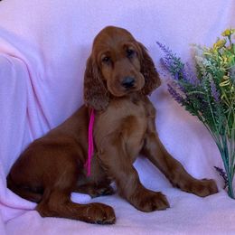Irish Setter puppies from Motley Acres Farm