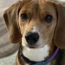 Beagles from Westwood Beagles