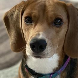Beagles from Westwood Beagles