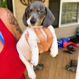 Blue  AKC  2600 - Piebald male Dachshund puppy in Indian Trail, North Carolina from Hilda’s Teenie Weenies