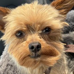 Dachshunds and Yorkshire Terriers from Suzane Bojorquez
