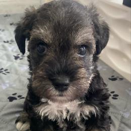 Green - Black and silver female Miniature Schnauzer puppy in Lehigh Acres, Florida from Regency Schnauzer