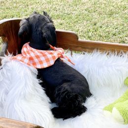 Miniature Schnauzer Puppies from Laurel Crown Schnauzers