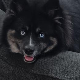 Pomskies from Your Friend Seamus' Studds