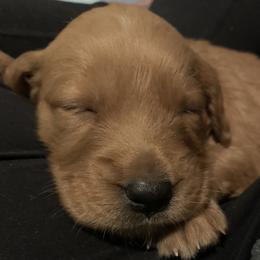 Golden Retrievers from True North Golden Retrievers