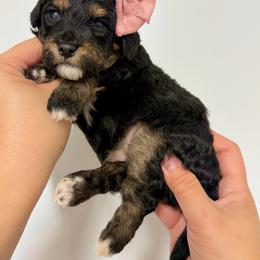Christina - Tri-color female Bernedoodle puppy in Miami, Florida from Jade’s Paws & Co. Of Miami LLC