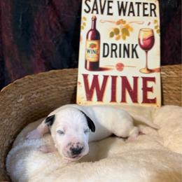 Shiraz - White and black male Dalmatian puppy in Claremore, Oklahoma from Lotsofdots Dalmatians