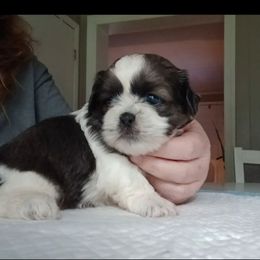 Charlotte - Blue and white female Shih Tzu puppy in Brodnax, Virginia from Kbsshihtzus