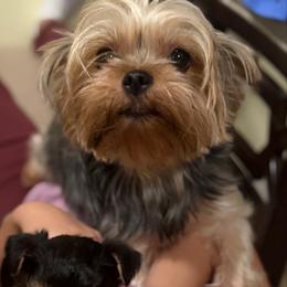 Mel - Yorkshire Terrier